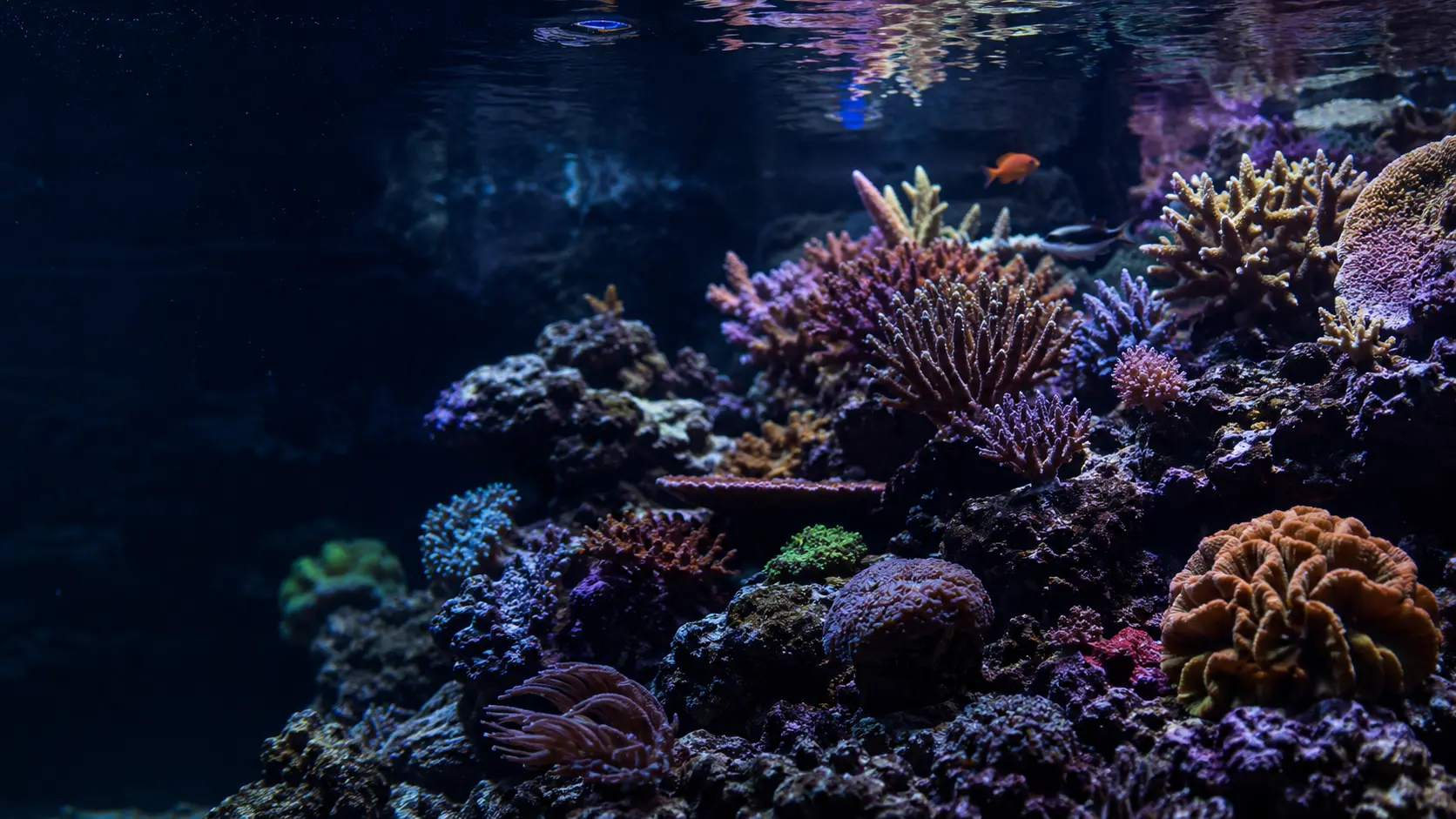 Close view of a healthy mixed-coral reef aquarium